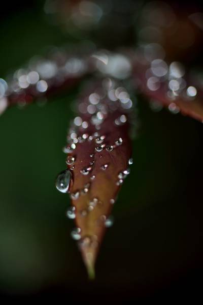 微世界的昆虫与小水珠