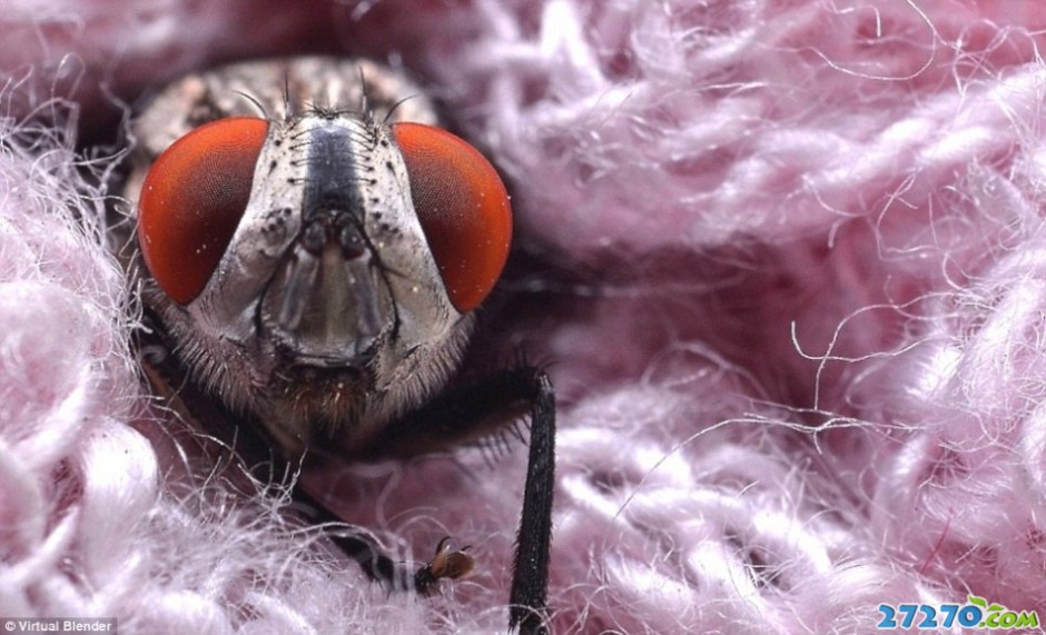 昆虫微距特特写 动物的技能技术