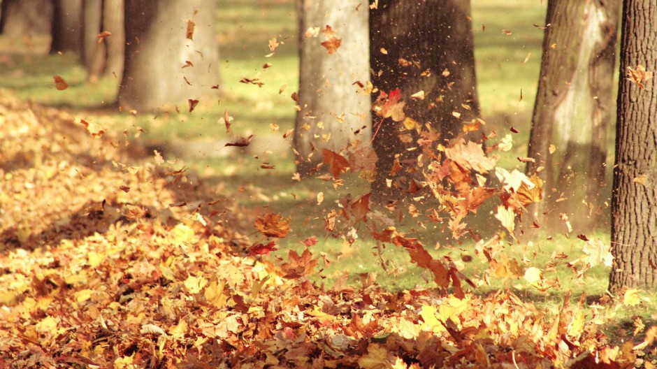 秋天落叶唯美风景宽屏桌面壁纸