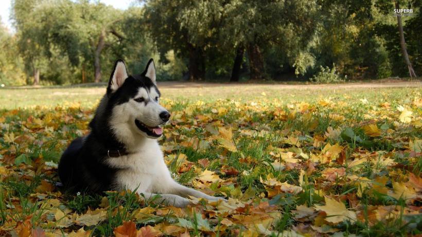 可爱雪橇犬哈士奇高清图片