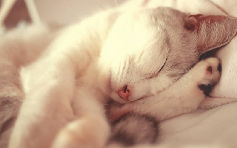 睡梦中的萌猫咪高清大图