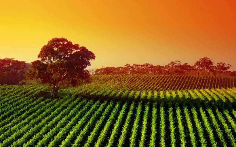 野外超美绿油油的春天风景