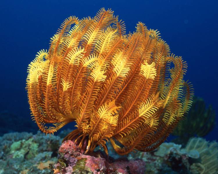 千奇百怪的珊瑚海葵组图