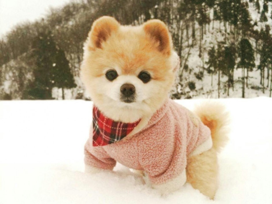 雪地上的俊介犬图片