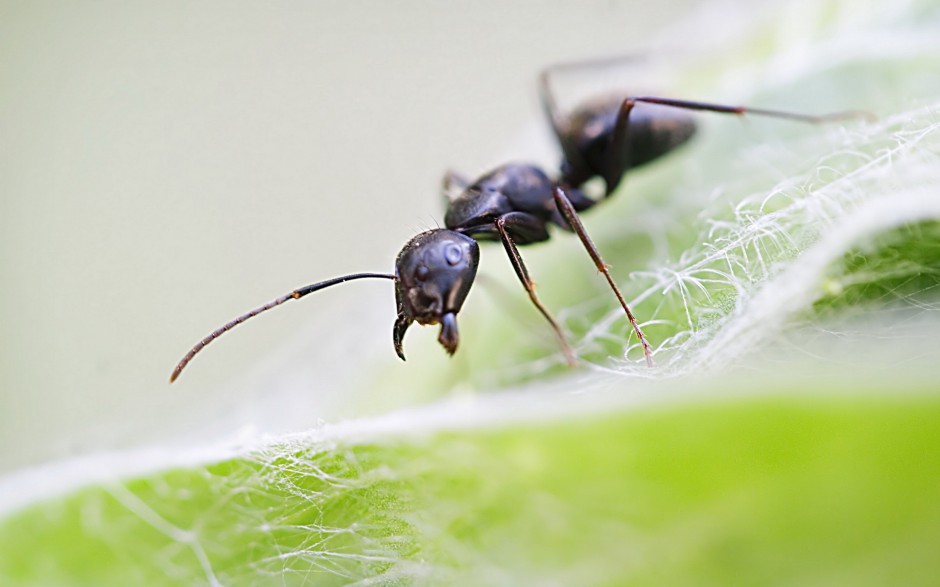 昆虫蚂蚁高清微距摄影图片