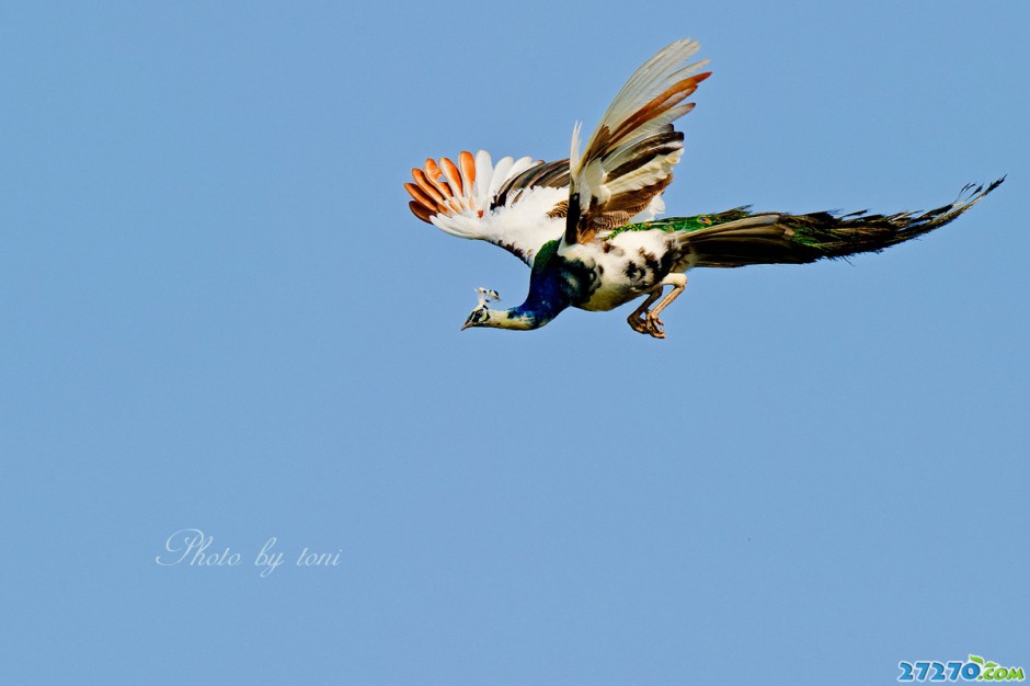 自由飞翔的孔雀