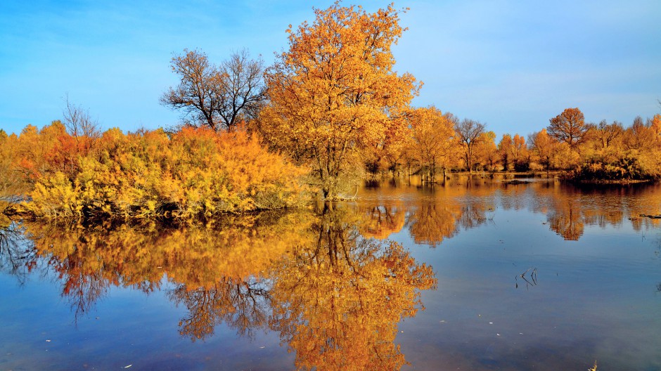 秋天树林风景金黄如画卷