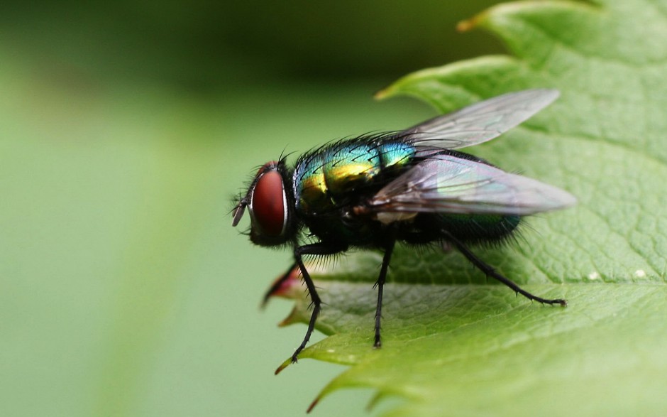 恋爱中的苍蝇精美图片
