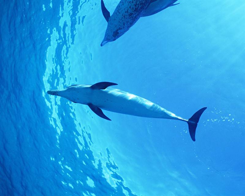 海洋生物海豚高清图片特写