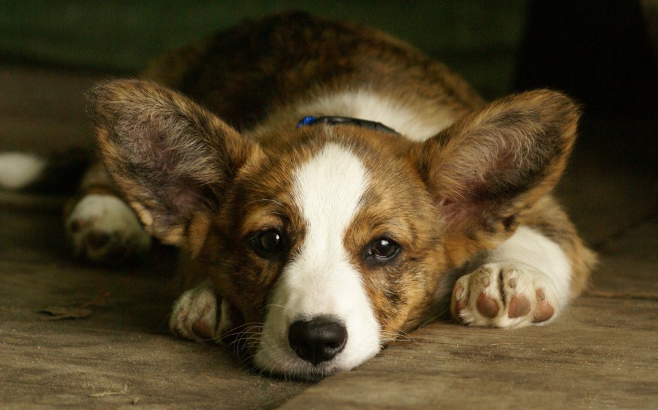 肉嘟嘟的小柯基犬图片