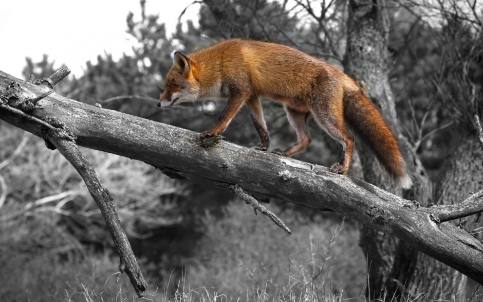 狡猾的可爱狐狸图片