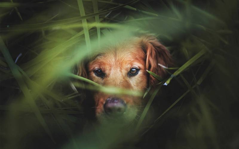 快乐活泼的金毛犬高清图