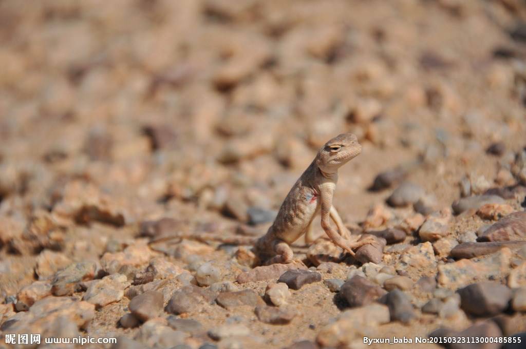 唯美高清戈壁风景图片