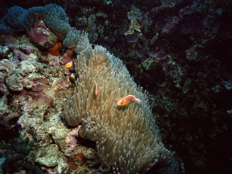 海底世界海洋生物图片赏析