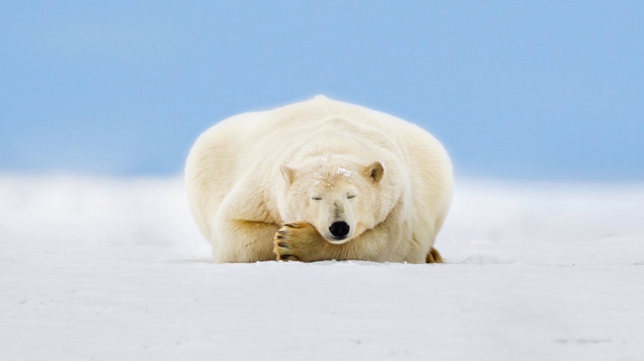 北极熊图片可爱雪地动物壁纸
