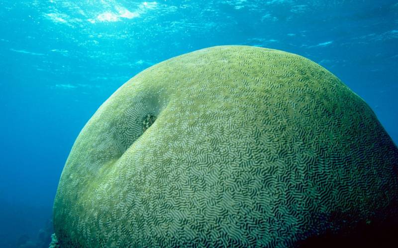 海洋奇妙生物唯美高清图集