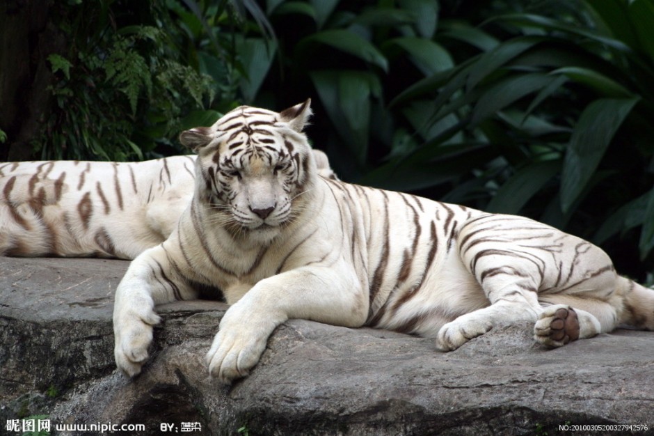 雄壮高大的白色孟加拉虎图片