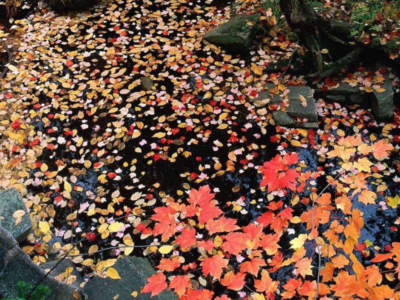 活力的秋天落叶风景壁纸赏析