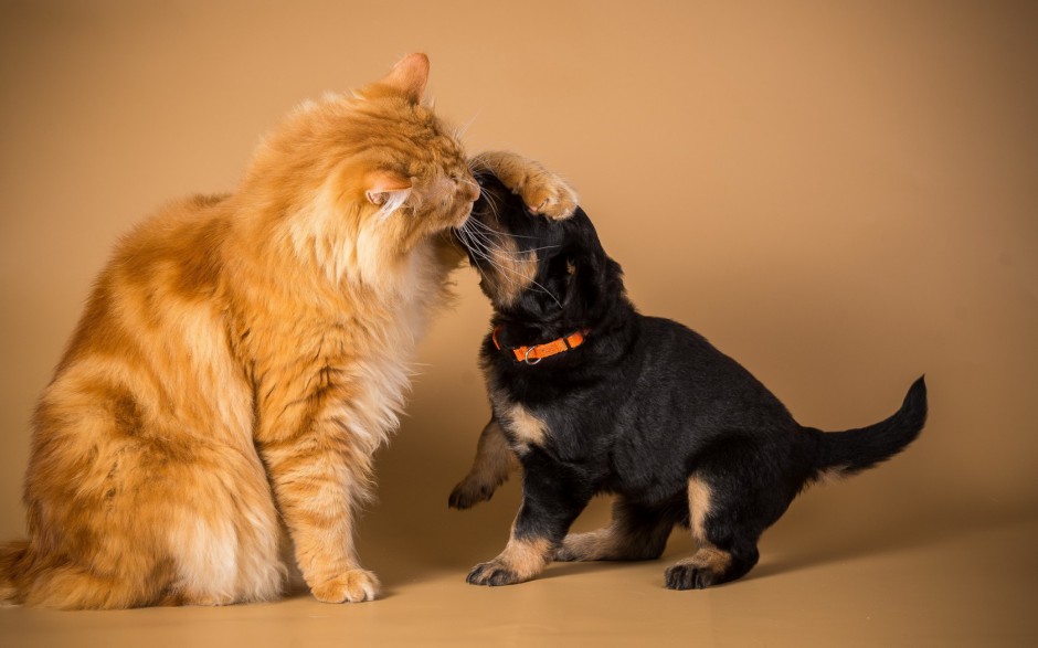 呆萌猫咪与可爱狗狗亲密生活照片