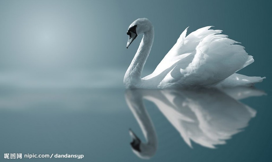 白天鹅图片唯美优雅姿态