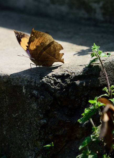 颜色特别的枯叶蝴蝶高清摄影图片