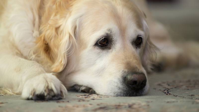 温顺的金毛寻回猎犬动物壁纸