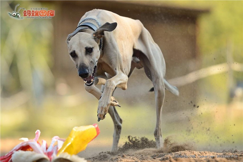 澳洲灵缇犬荒地赛跑图片