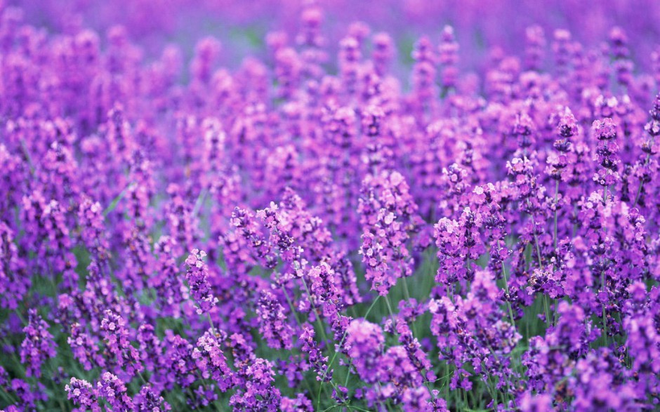 紫色薰衣草花海唯美背景壁纸欣赏