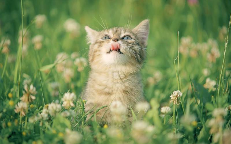 可爱小猫咪草原清新写真美图