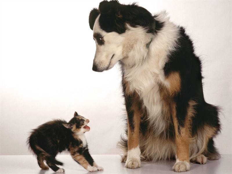 小猫咪狗狗可爱合照萌图