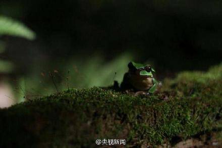 陕西惊现秦岭雨蛙 因环境破坏已多年未见