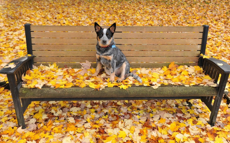 超萌狗狗牧牛犬秋季户外写真图片壁纸