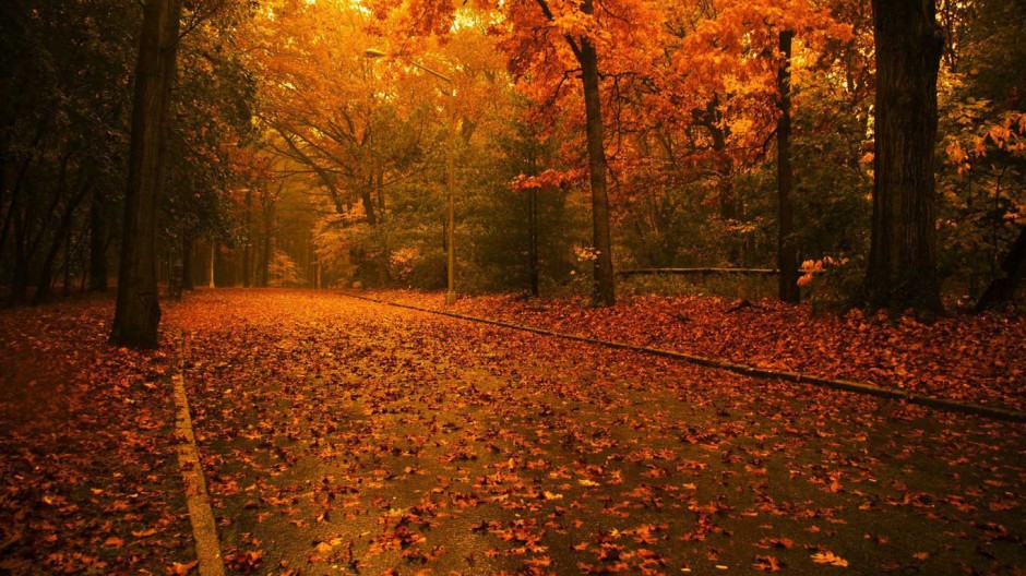 秋天树叶意境风景图片