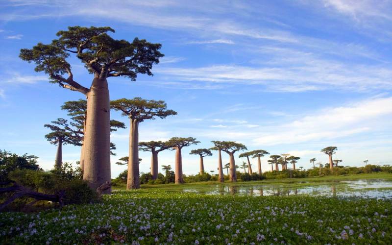 非洲植物猴面包树摄影图片