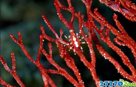 自然界伪装大师 静态图片背后的生命迹象