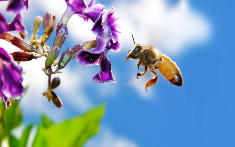 辛勤采蜜的小蜜蜂高清晰图片