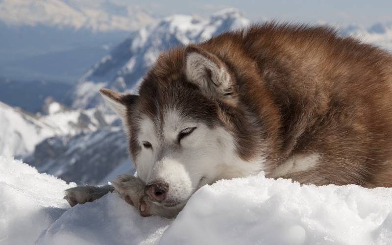 阿拉斯雪橇犬雪地里睡觉图片