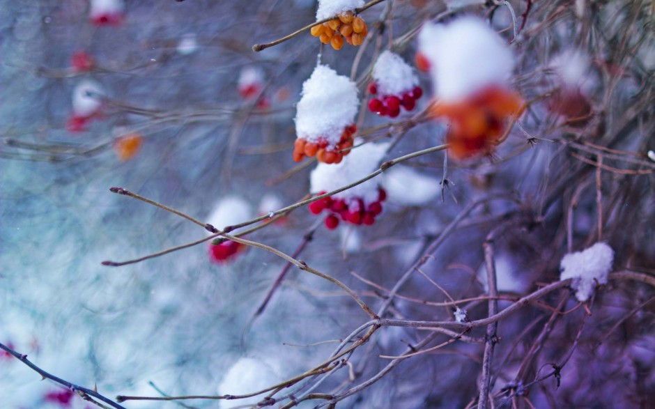 冬天雪景唯美图片洁白动人