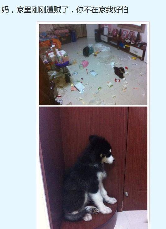 哈士奇动物搞笑静态图片