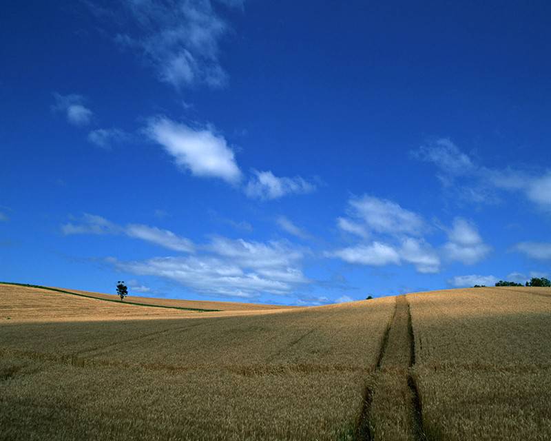 蓝天白云下一望无际的麦田美景