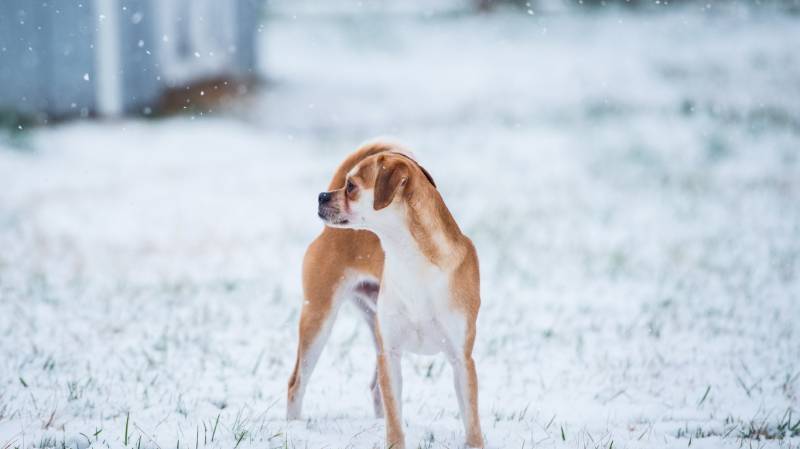 盘点可爱名犬高清电脑桌面壁纸