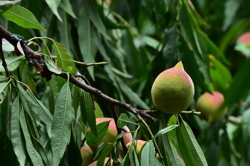 树上的水果桃子图片