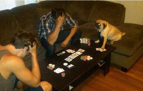 太无聊打牌还输给狗了