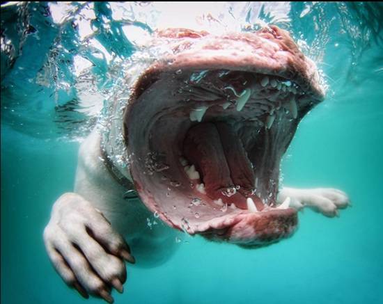 宠物狗狗潜水嬉戏 各种搞怪表情
