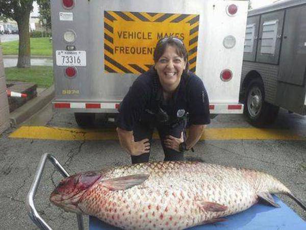 美国：27公斤重大鲤鱼搁浅排水沟