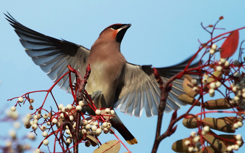 世界野生鸟类太平鸟图片特写