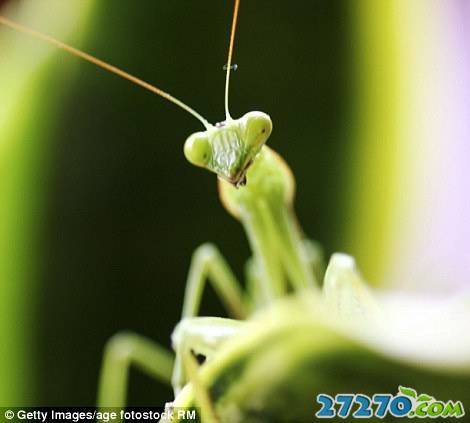 昆虫微距特特写 动物的技能技术