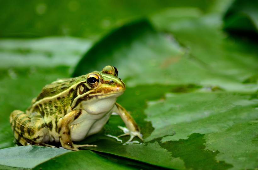 荷塘可爱的小青蛙图片