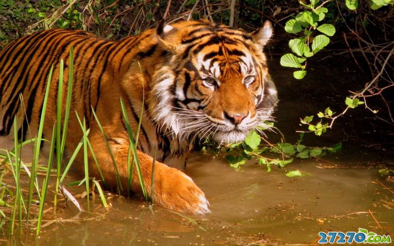 森林特写：孟加拉虎