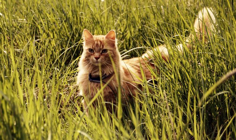 可爱猫咪草地玩耍桌面壁纸